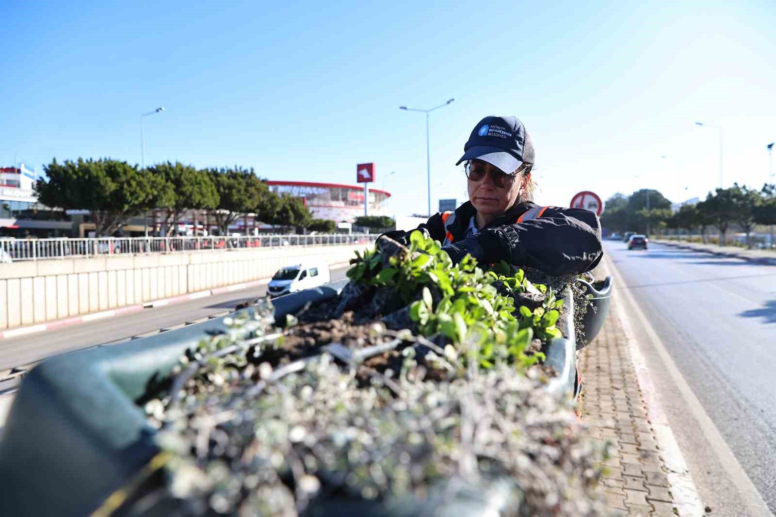 Antalya’da bahar hazırlığı: 4 milyon çiçek toprakla buluşuyor

