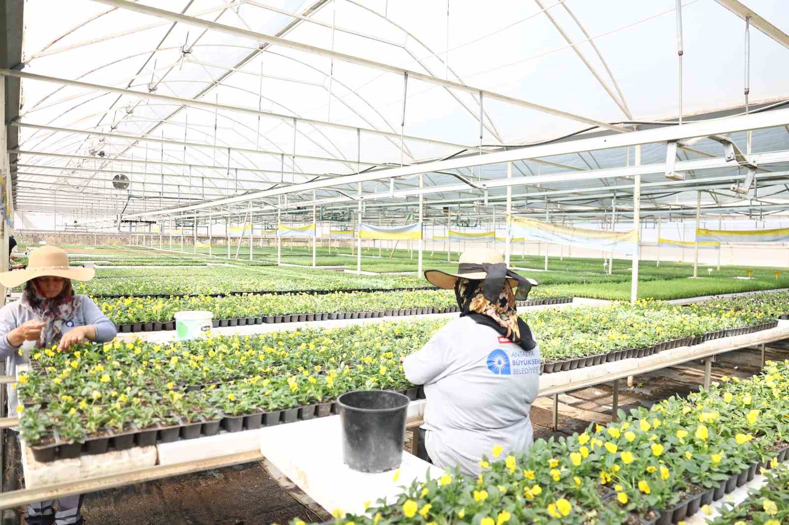 Antalya’da bahar hazırlığı: 4 milyon çiçek toprakla buluşuyor
