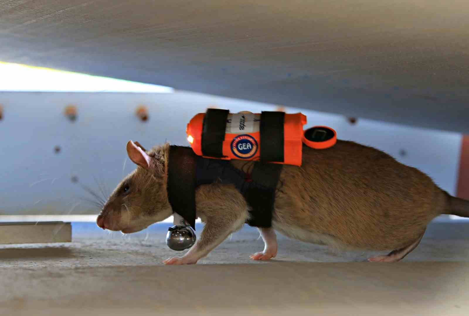 Antalya’da eğitilen Afrika keseli sıçanları enkaz altındaki "göz" olacak
