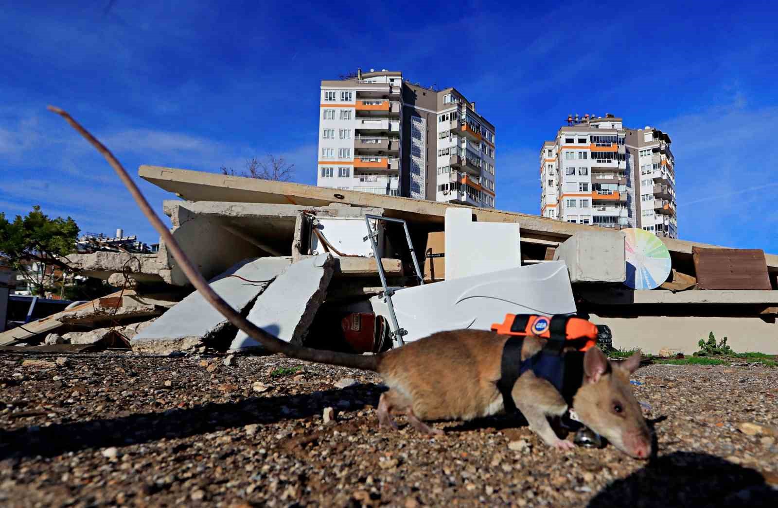 Antalya’da eğitilen Afrika keseli sıçanları enkaz altındaki "göz" olacak
