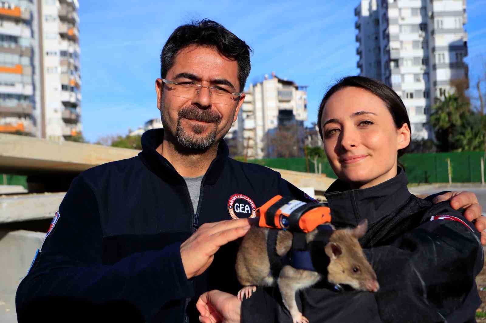 Antalya’da eğitilen Afrika keseli sıçanları enkaz altındaki "göz" olacak
