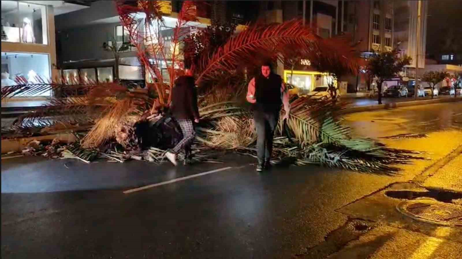 Antalya’da fırtına palmiye ağacını ikiye böldü
