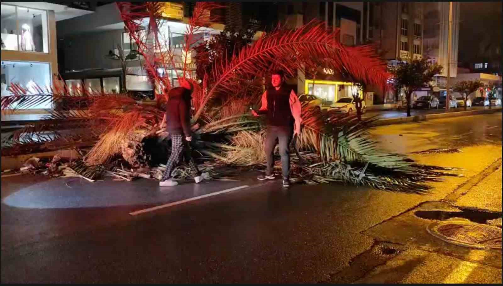Antalya’da fırtına palmiye ağacını ikiye böldü
