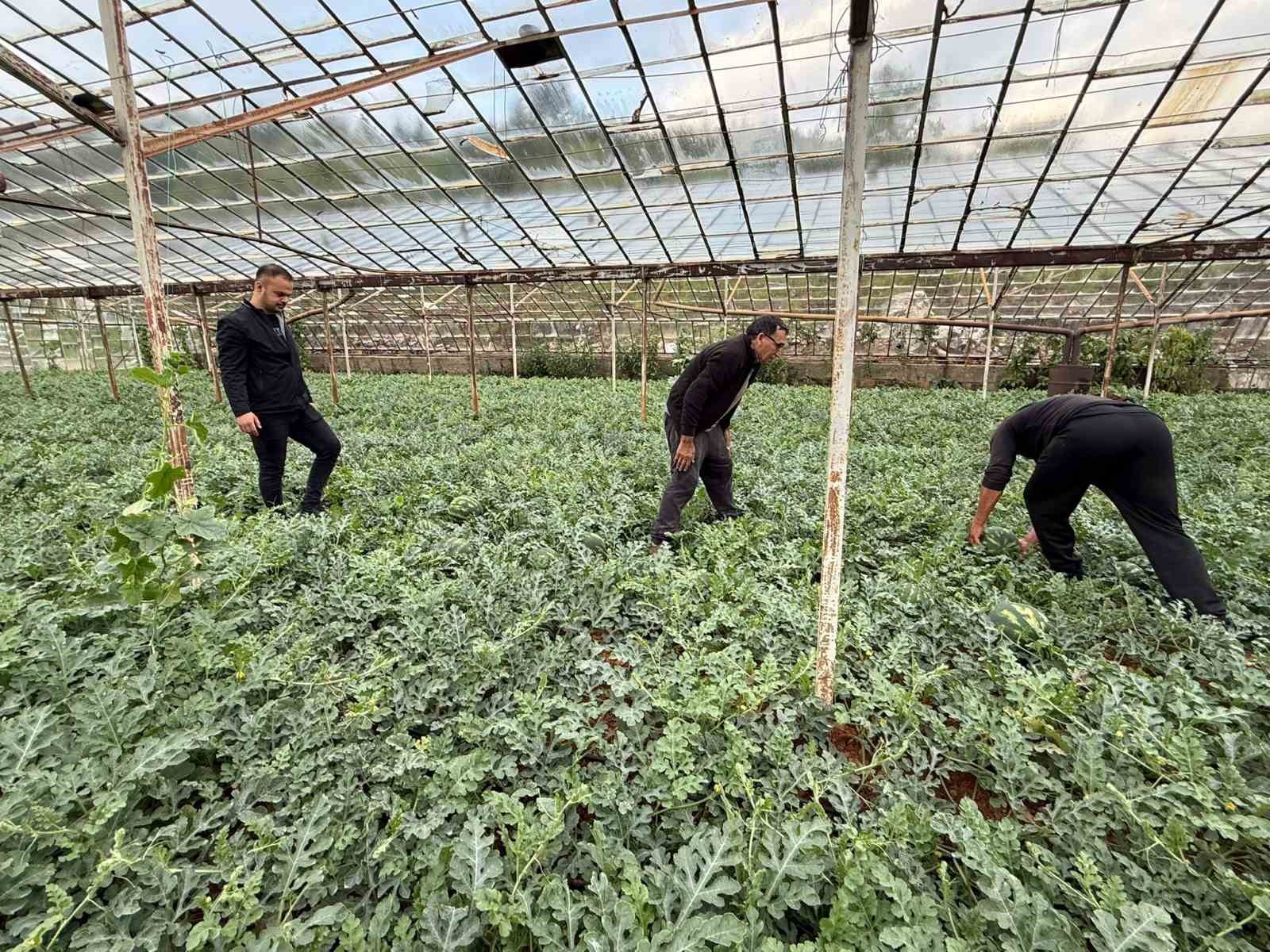 Antalya’da  kış karpuzu hasadı için geri sayım başladı
