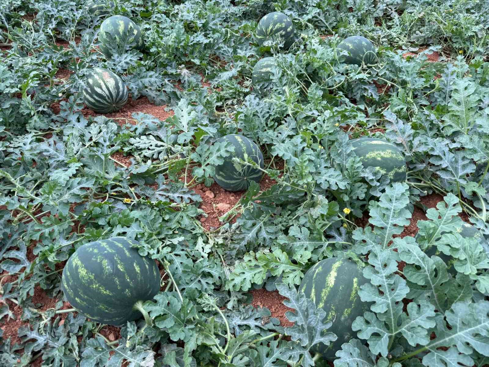 Antalya’da  kış karpuzu hasadı için geri sayım başladı
