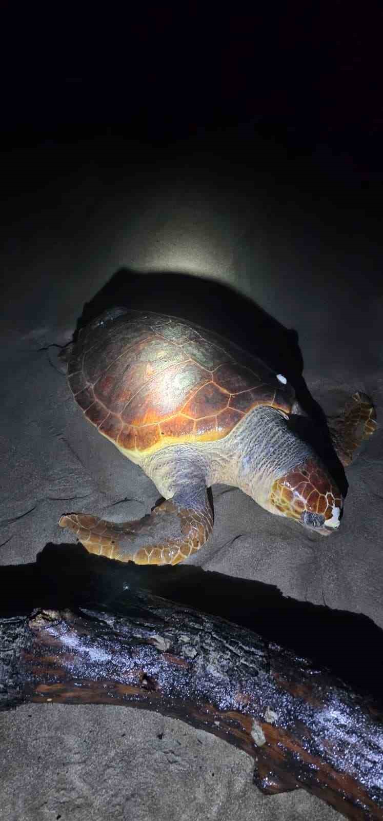 Antalya’da sahilde dev caretta caretta ölü bulundu
