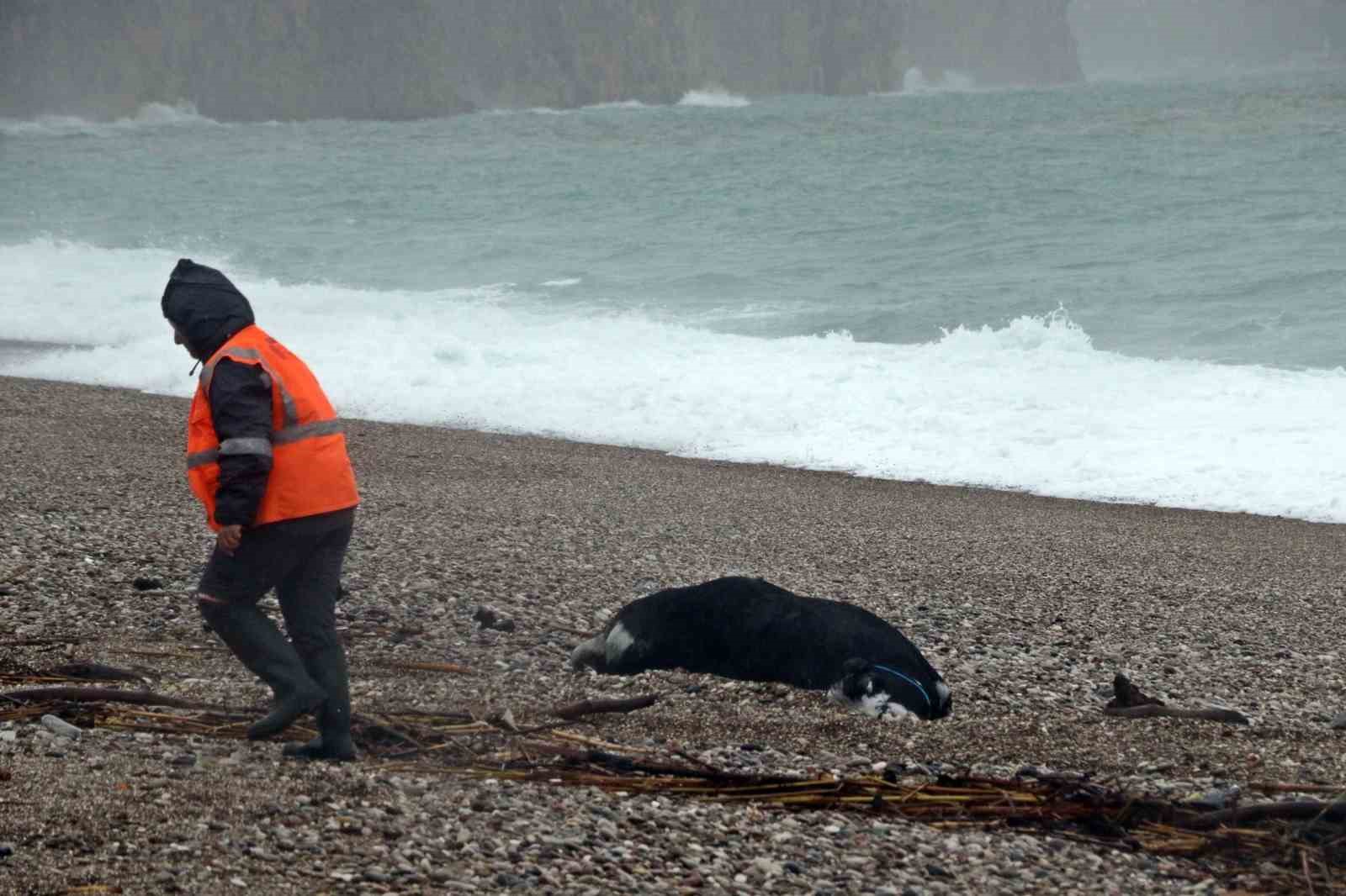 Antalya’da ’Sarı Kod’ uyarısı: Rögarlar taştı, telef olmuş dana kıyıya vurdu
