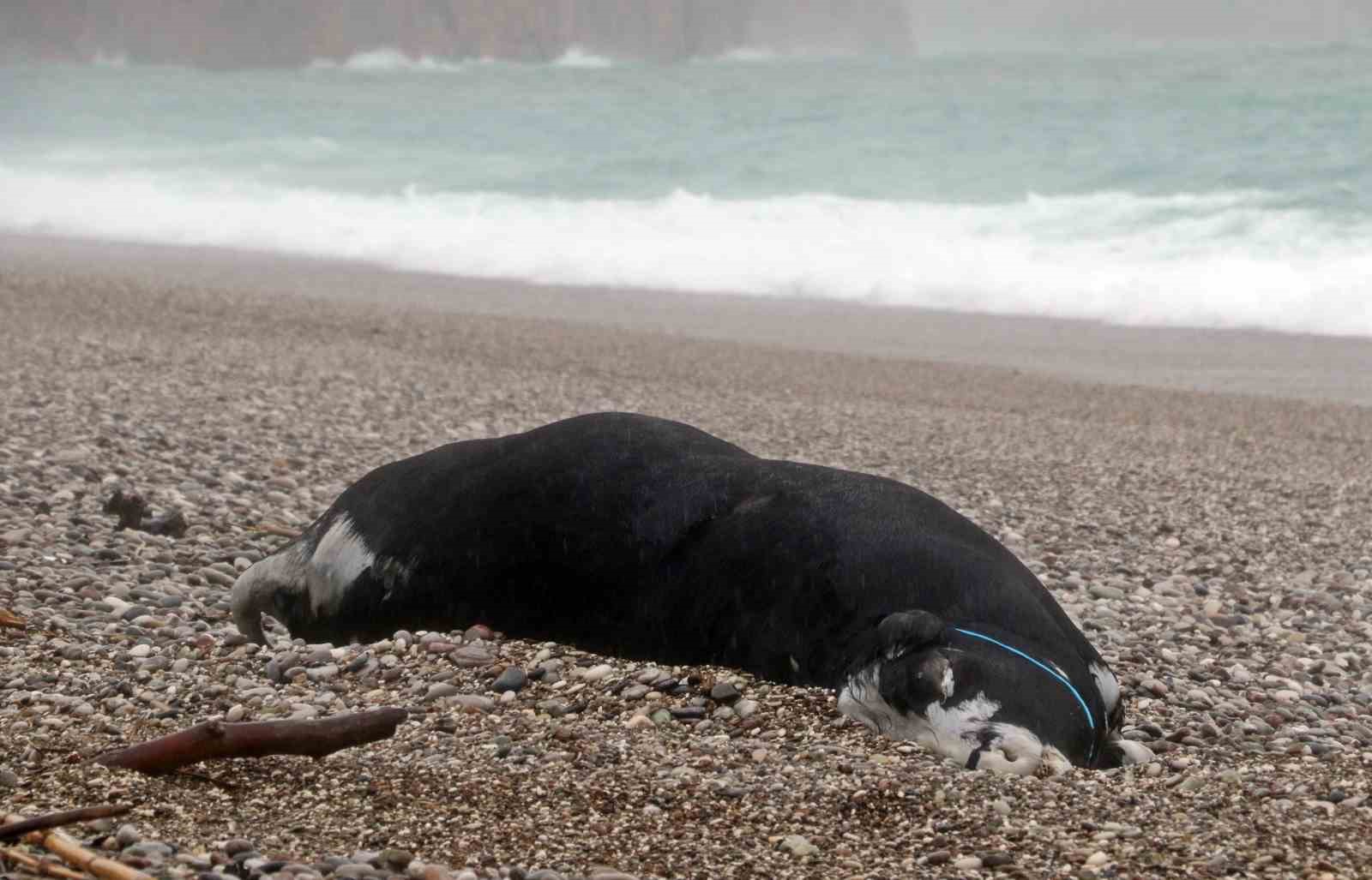 Antalya’da ’Sarı Kod’ uyarısı: Rögarlar taştı, telef olmuş dana kıyıya vurdu
