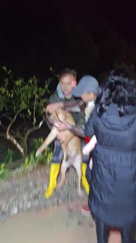 Antalya’da sel sularının bastığı barınakta mahsur kalan 27 köpek botlarla kurtarıldı
