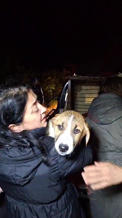 Antalya’da sel sularının bastığı barınakta mahsur kalan 27 köpek botlarla kurtarıldı
