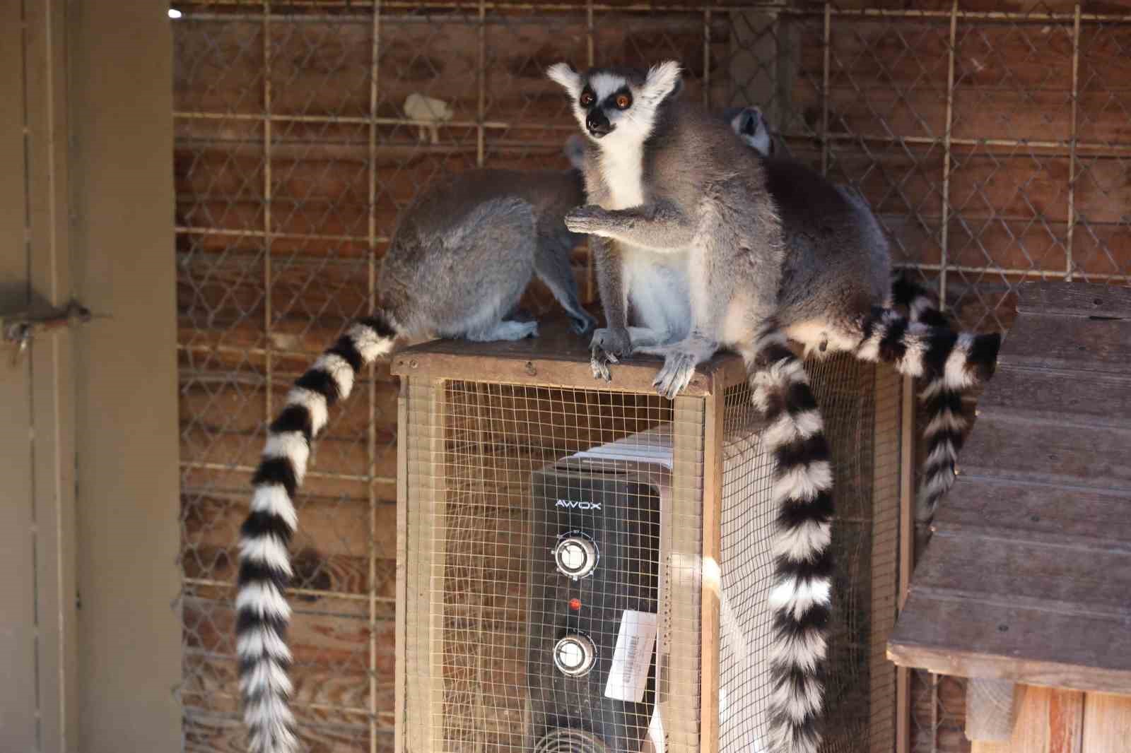 Antalya’da soğuğa hassas olan hayvanlara sıcak önlemler
