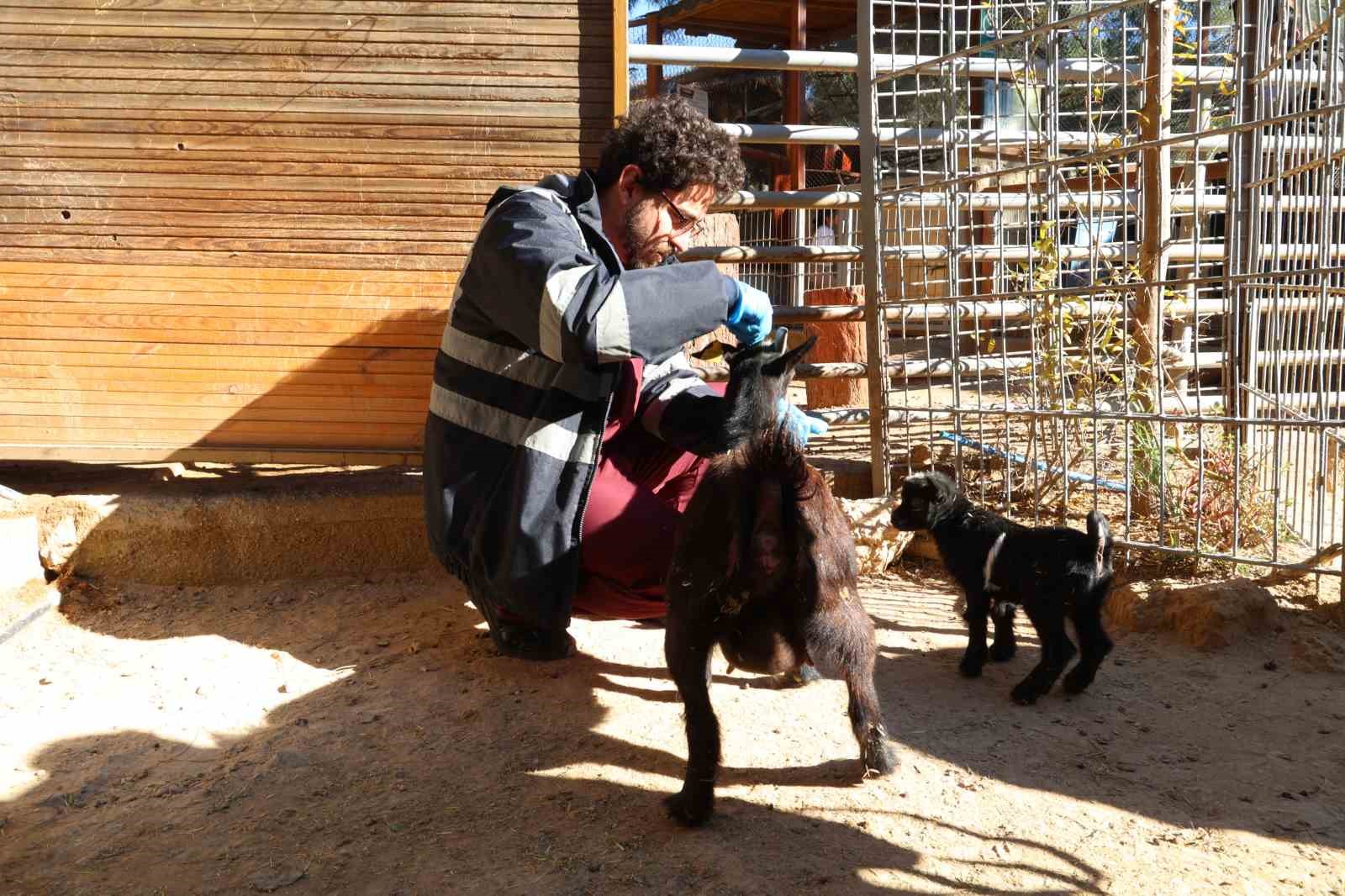 Antalya’da soğuğa hassas olan hayvanlara sıcak önlemler
