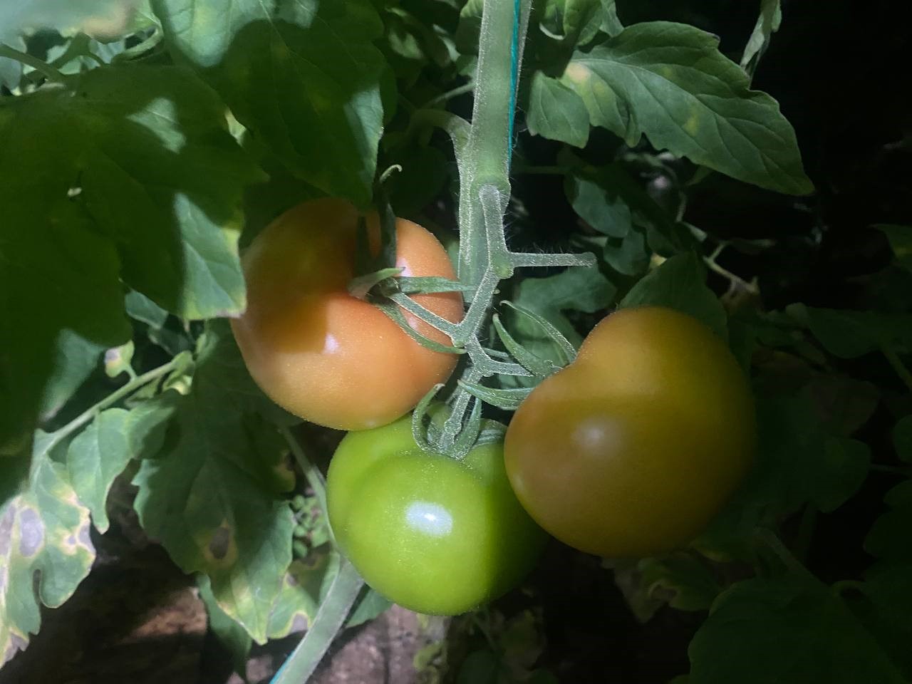 Antalya’da üretici don nöbetinde
Antalya’da üretici don nöbetinde