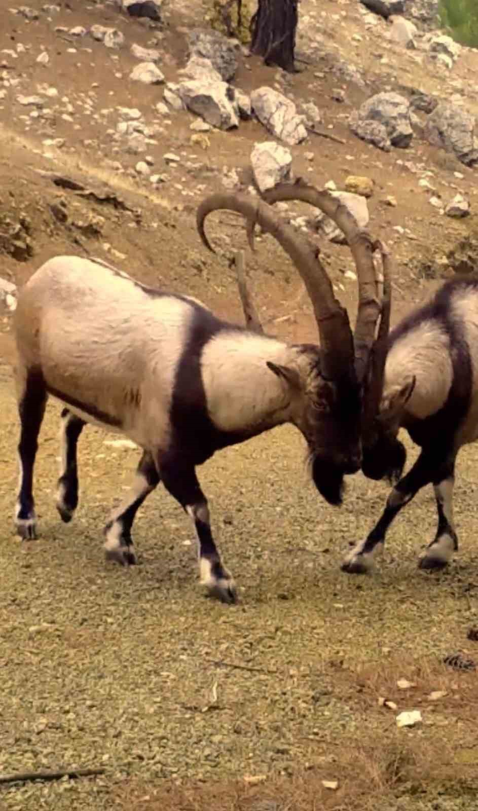 Antalya’da yaban hayatı fotokapanlara yansıdı
