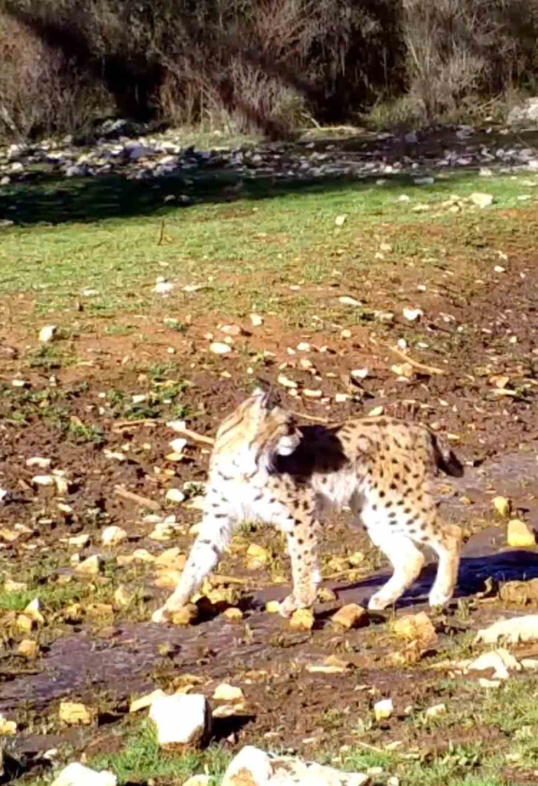 Antalya’da yaban hayatı fotokapanlara yansıdı
