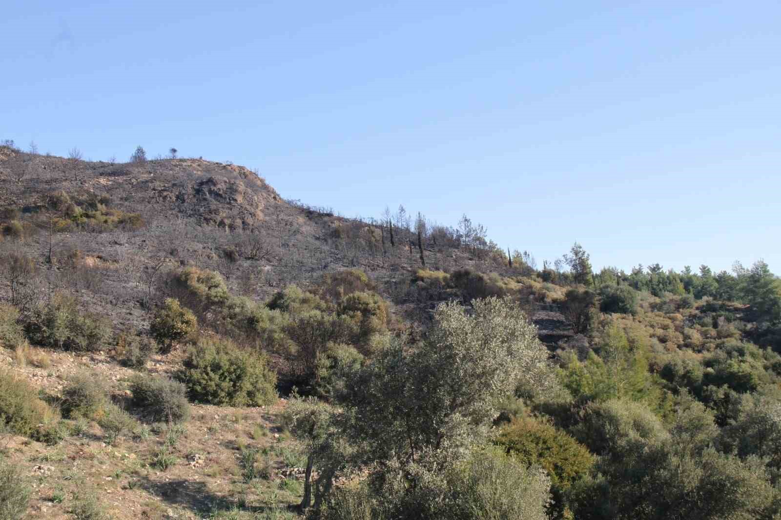 Antalya’daki orman yangınında zararın boyutu gündüz ortaya çıktı: 2 hektar zarar gördü
