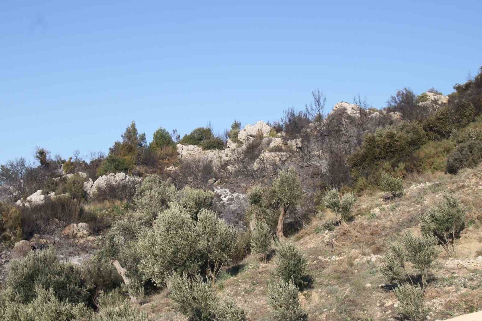 Antalya’daki orman yangınında zararın boyutu gündüz ortaya çıktı: 2 hektar zarar gördü
