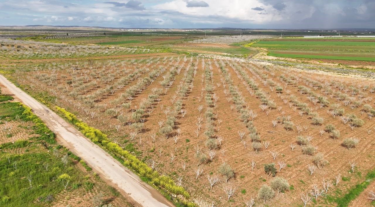 Antep fıstığının sürgün gelişiminde karagöz kurdu ve kabuklu bit riski
