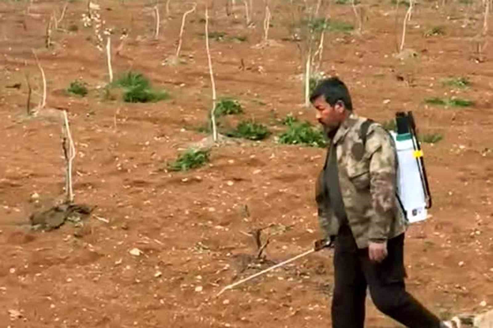 Araban’da Antep fıstığı tarlalarında yabancı otlarla ilaçlı mücadele
