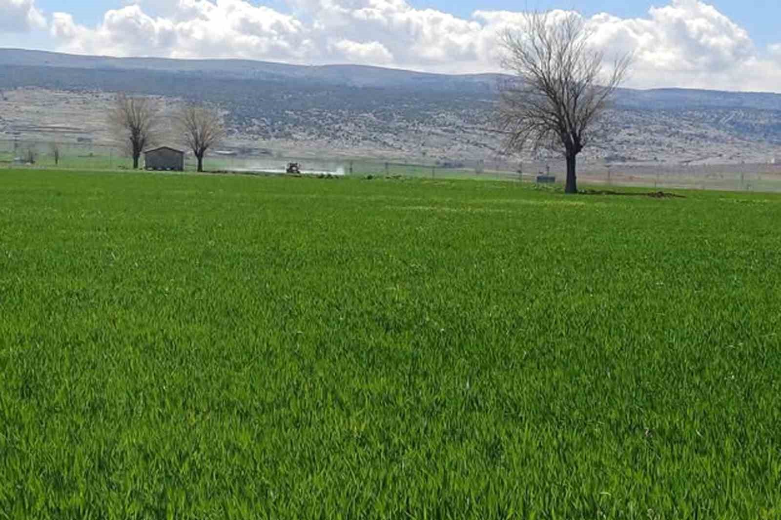 Araban’da sarı pas hastalığını önlemek amaçlı ilaçlı mücadele başlatıldı
