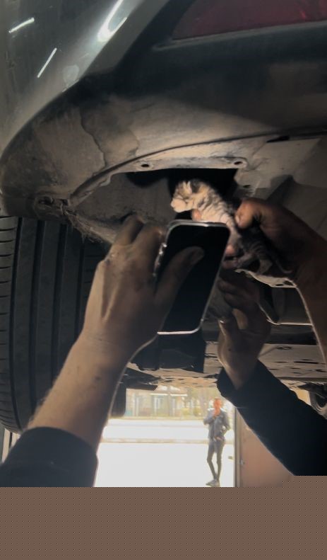 Araç içerisinde sıkışan yavru kediyi tamirhanede çırak sahiplendi

