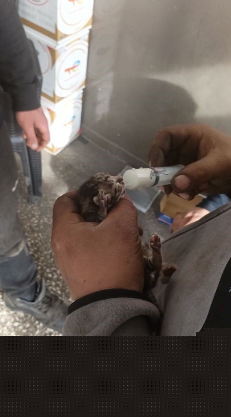 Araç içerisinde sıkışan yavru kediyi tamirhanede çırak sahiplendi
