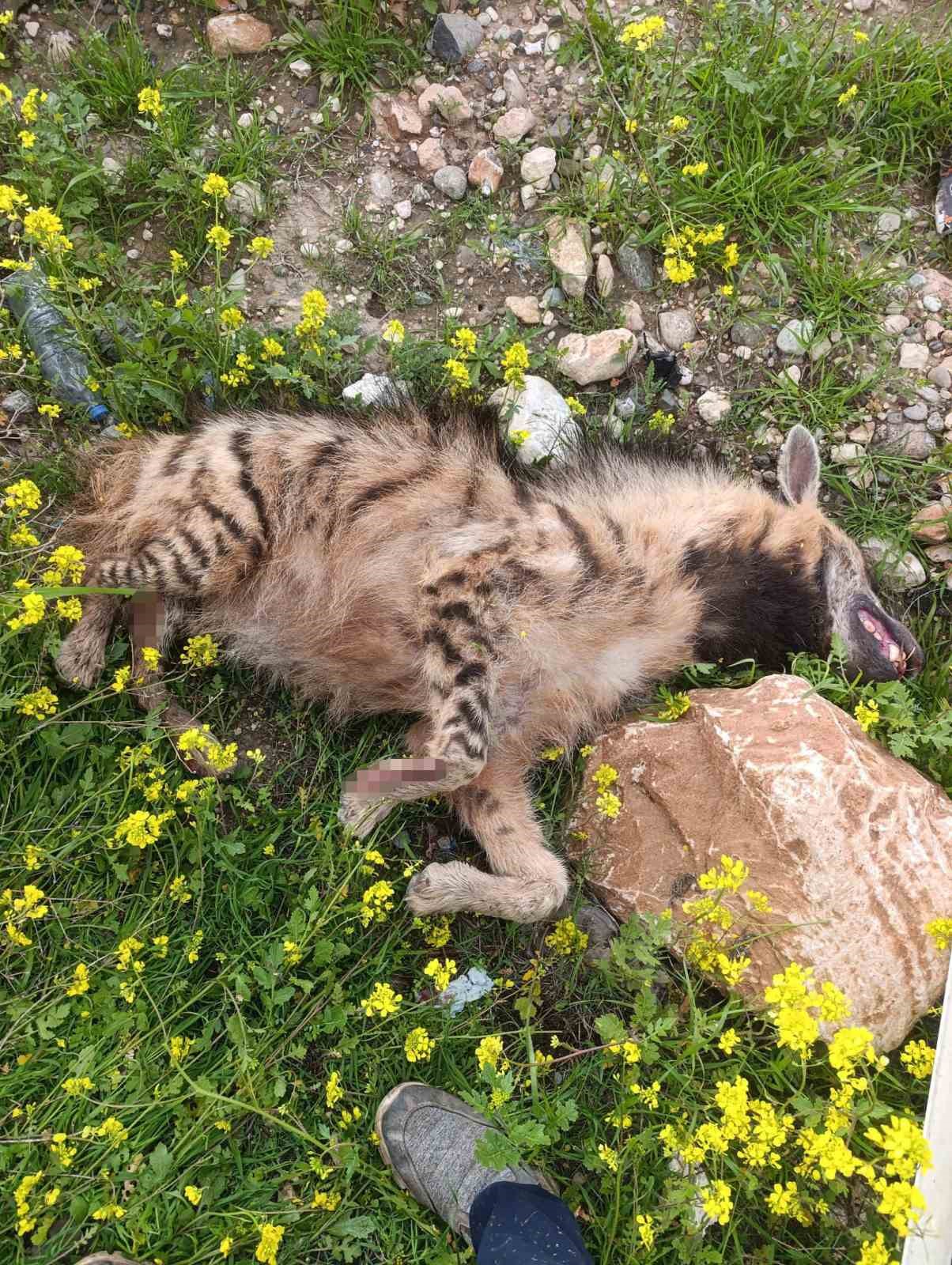 Aracın çarptığı sırtlan telef oldu
