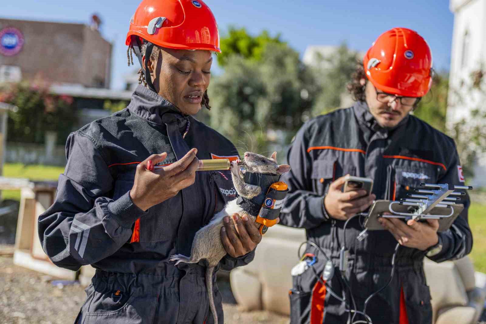 Arama kurtarmada yeni dönem: Enkaz altında kalanları kahraman fareler kurtaracak
Arama kurtarmada yeni dönem: Enkaz altında kalanları kahraman fareler kurtaracak