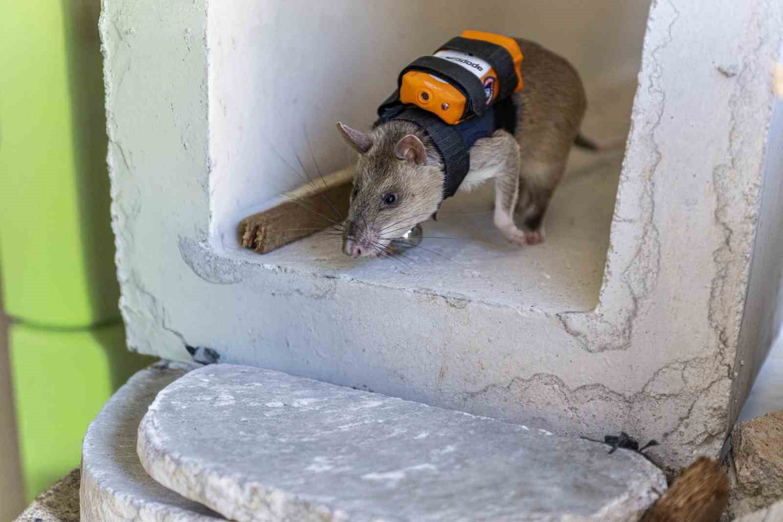 Arama kurtarmada yeni dönem: Enkaz altında kalanları kahraman fareler kurtaracak
Arama kurtarmada yeni dönem: Enkaz altında kalanları kahraman fareler kurtaracak