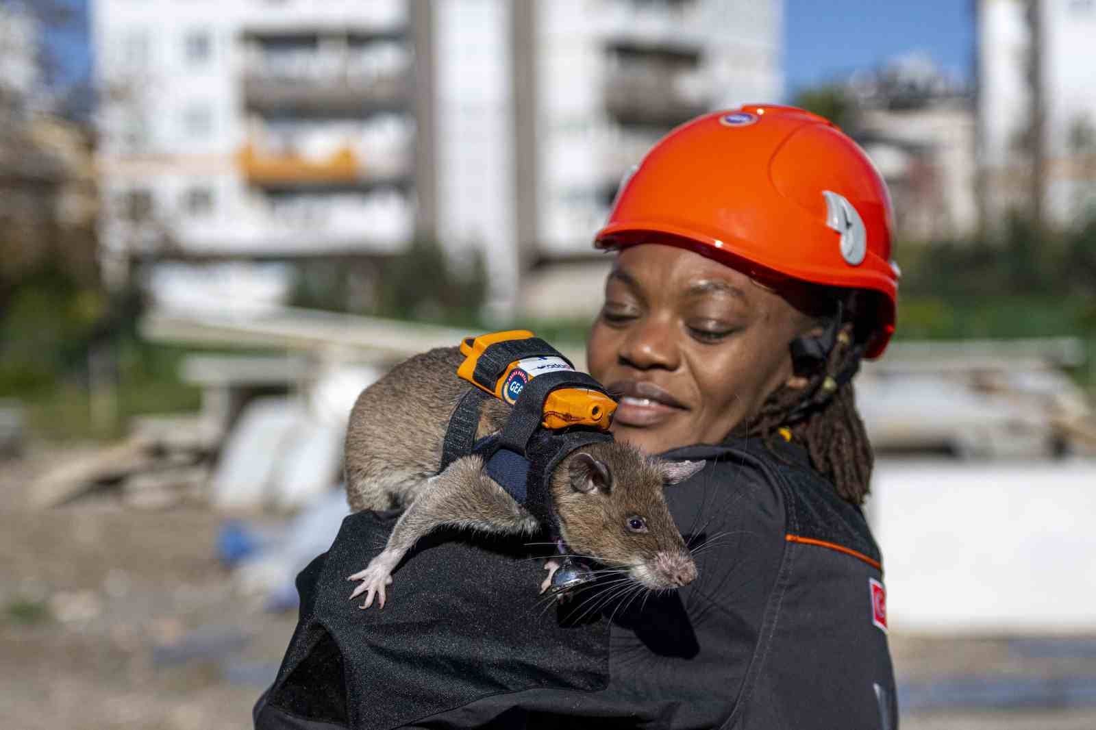 Arama kurtarmada yeni dönem: Enkaz altında kalanları kahraman fareler kurtaracak
Arama kurtarmada yeni dönem: Enkaz altında kalanları kahraman fareler kurtaracak