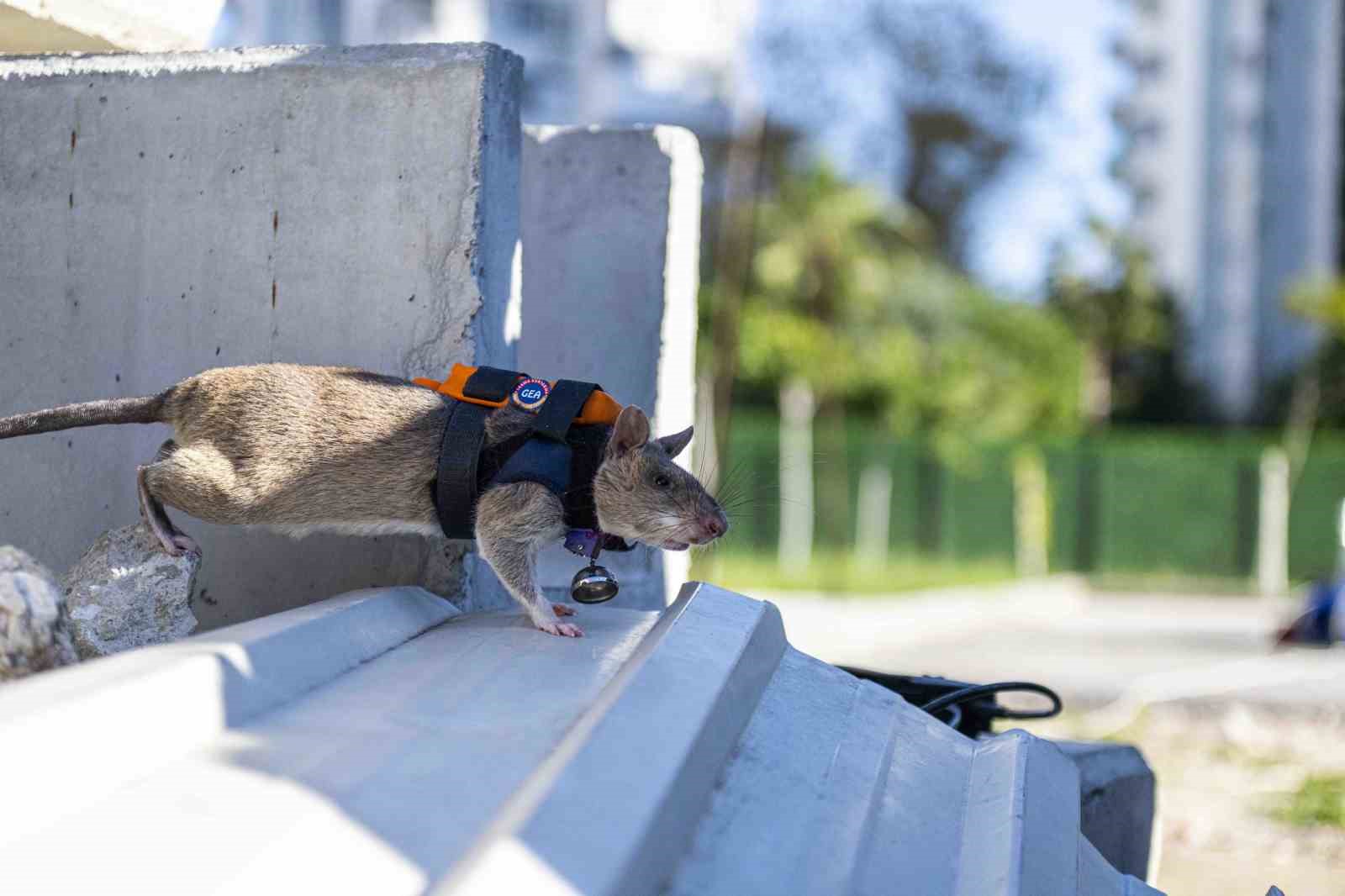 Arama kurtarmada yeni dönem: Enkaz altında kalanları kahraman fareler kurtaracak
Arama kurtarmada yeni dönem: Enkaz altında kalanları kahraman fareler kurtaracak