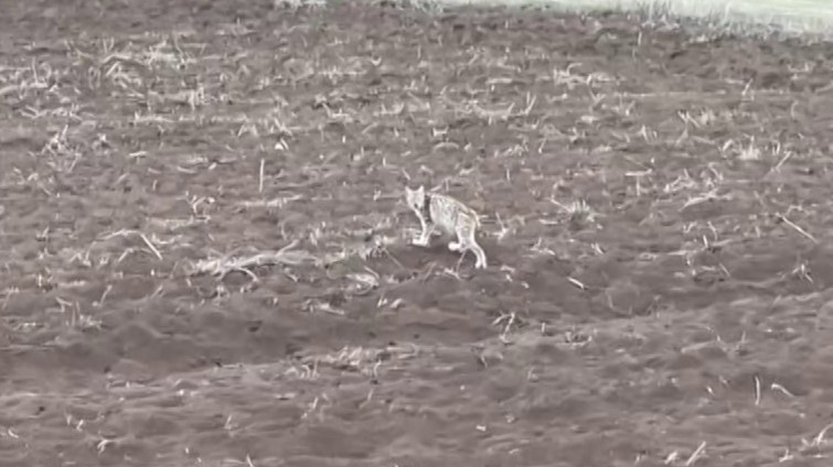 Arazide tek başına yürüyen yavru vaşak, sürüden ayrılan pengueni hatırlattı
