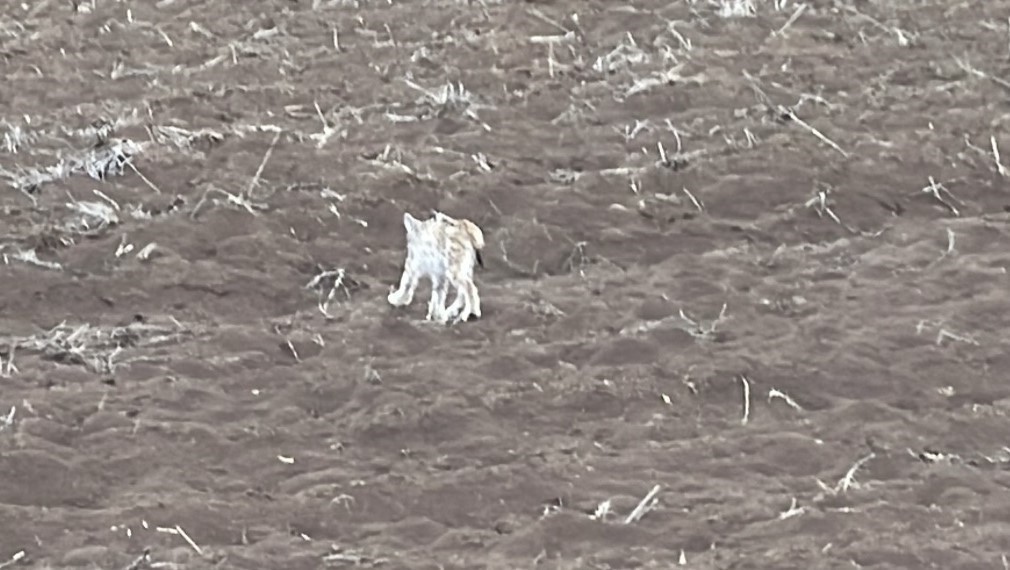 Arazide tek başına yürüyen yavru vaşak, sürüden ayrılan pengueni hatırlattı
