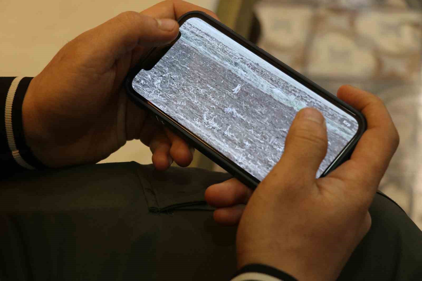 Arazide tek başına yürüyen yavru vaşak, sürüden ayrılan pengueni hatırlattı
