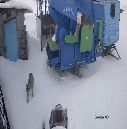 Ardahan’da aç kalan vaşak köye indi
