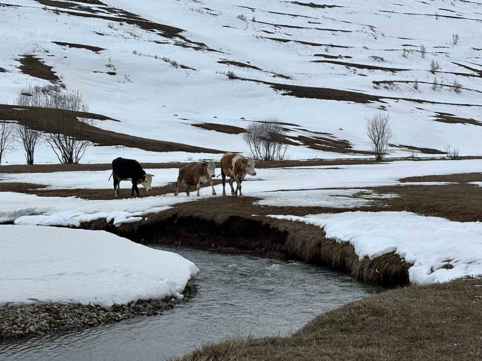 Ardahan’da kış mevsiminin uzaması hayvancılığı vurdu
