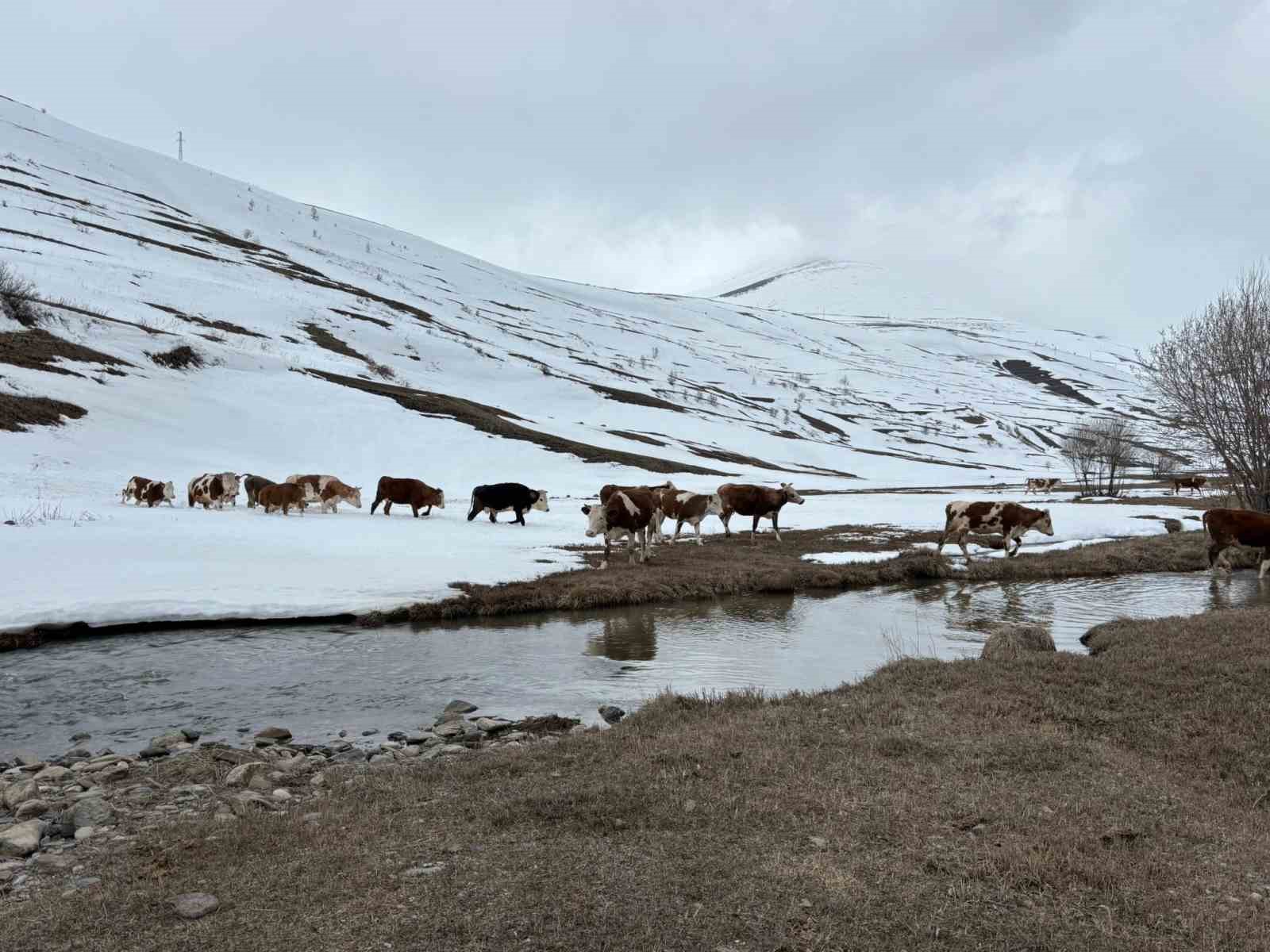 Ardahan’da kış mevsiminin uzaması hayvancılığı vurdu
