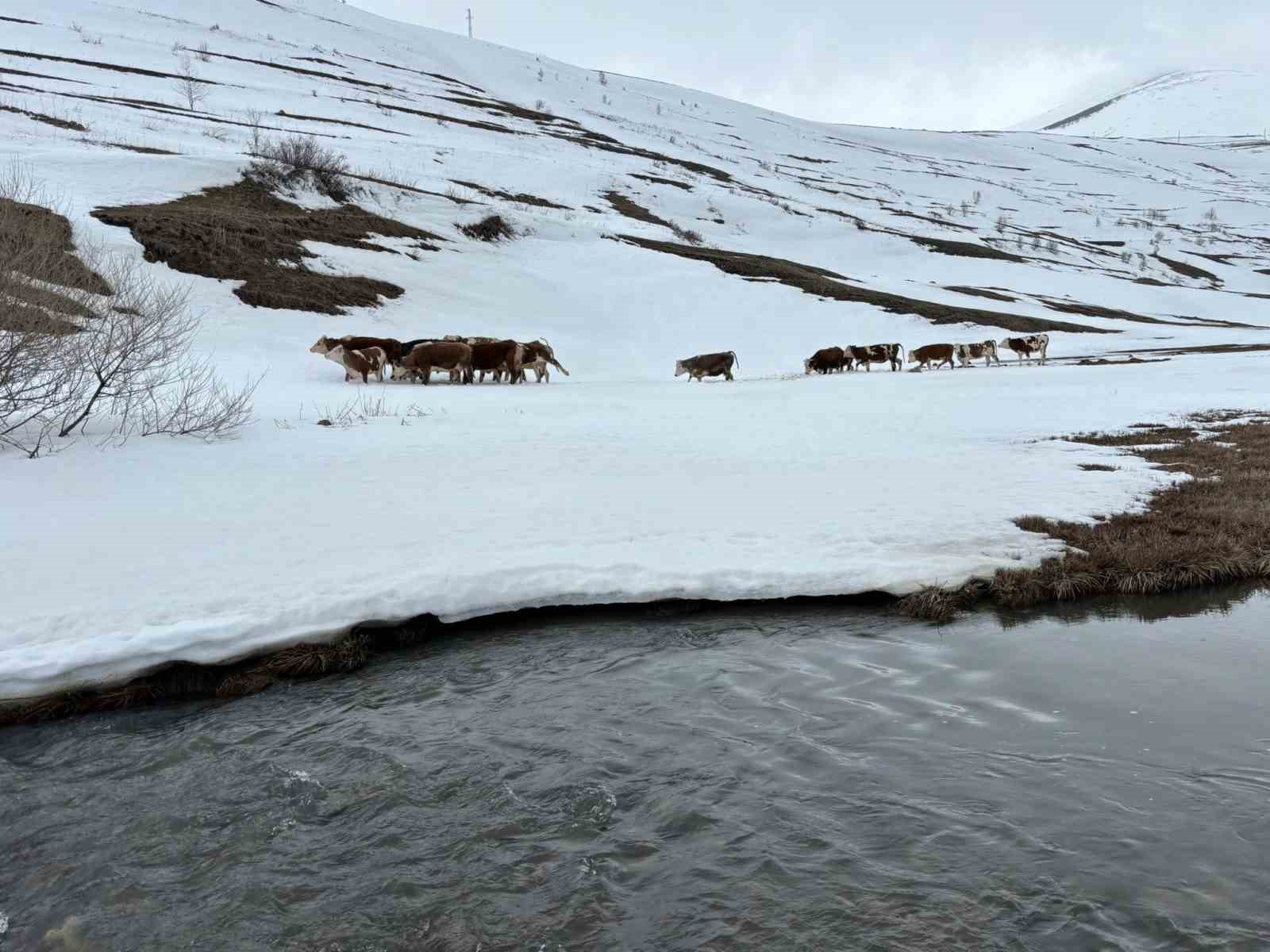 Ardahan’da kış mevsiminin uzaması hayvancılığı vurdu
