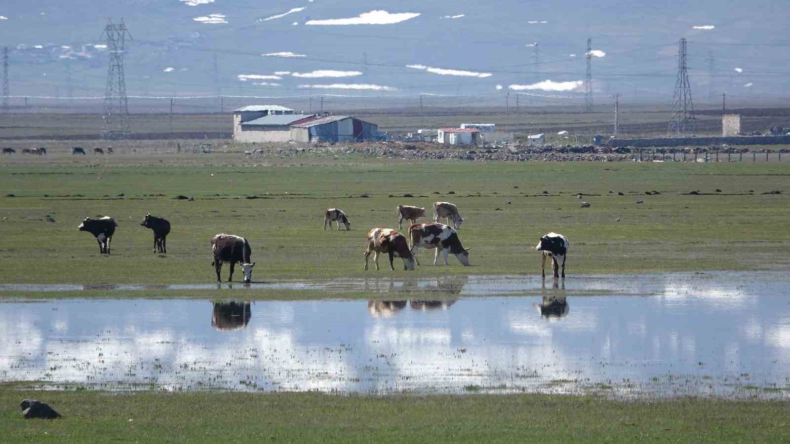 Ardahan’da Kura Nehri’nin debisi yükseldi
