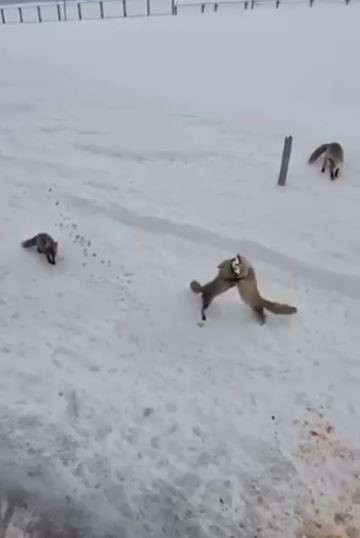 Ardahan’da tilkilerin ’ekmek kavgası’ kamerada
