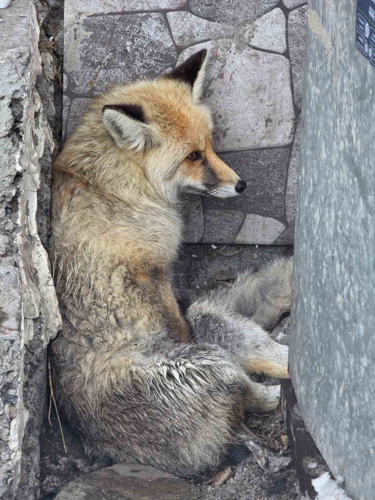 Ardahan’ın Damal ilçesinde yaralanan tilkiye belediye başkanı sahip çıktı
