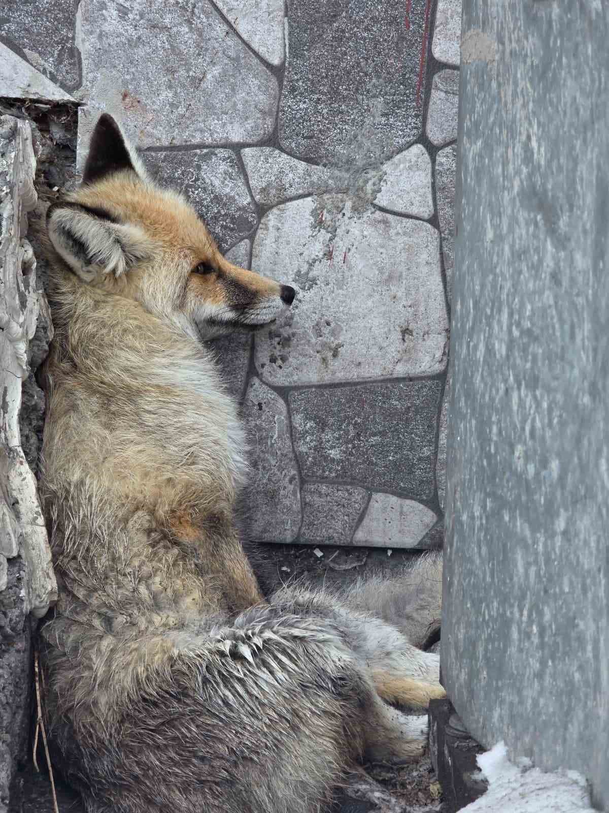 Ardahan’ın Damal ilçesinde yaralanan tilkiye belediye başkanı sahip çıktı

