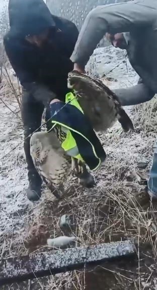 Ardanuç’ta tellere takılan baykuşu İl Özel İdaresi ekipleri kurtardı
