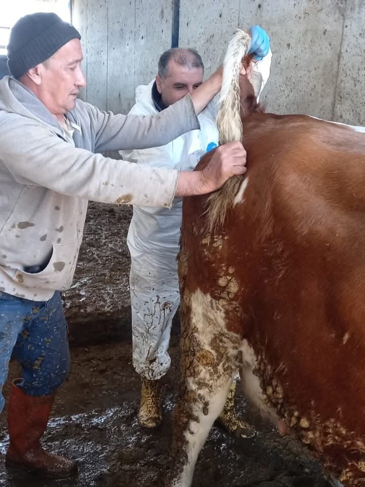 Ari işletmede tüberküloz ve brusella testi yapıldı
