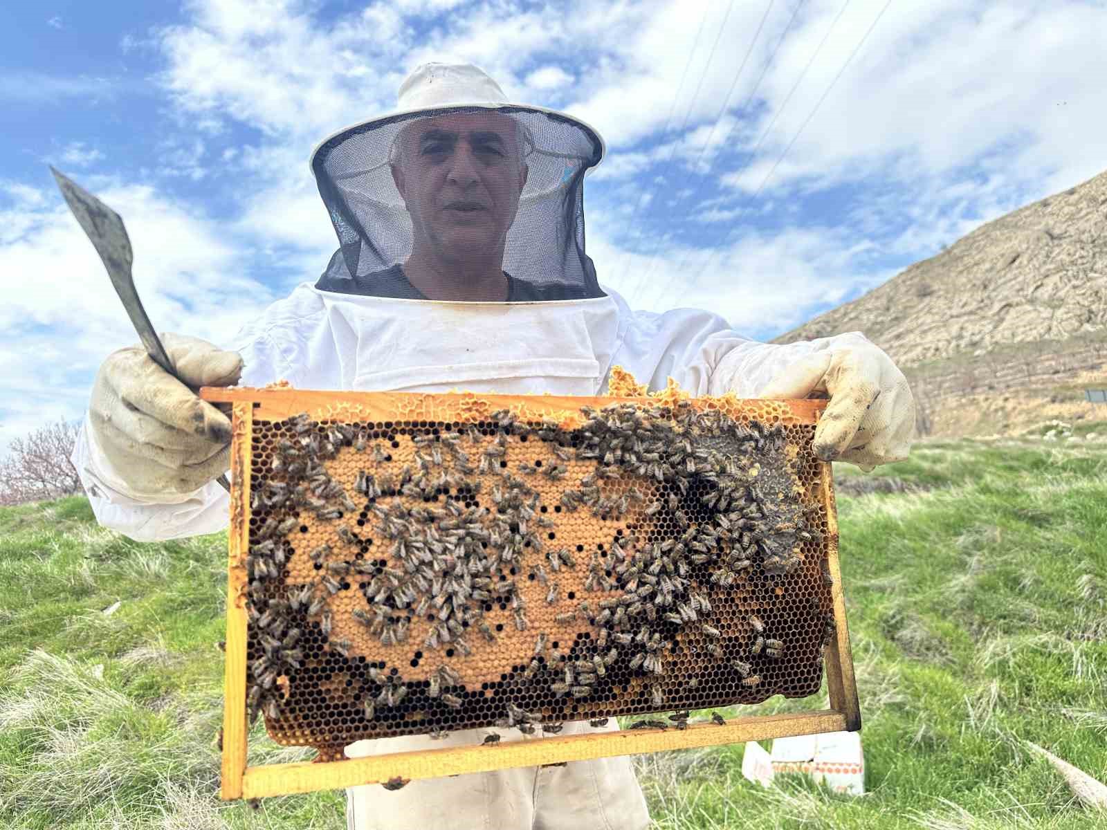 Arıcılar yavru ve besleme dönemine girdi
