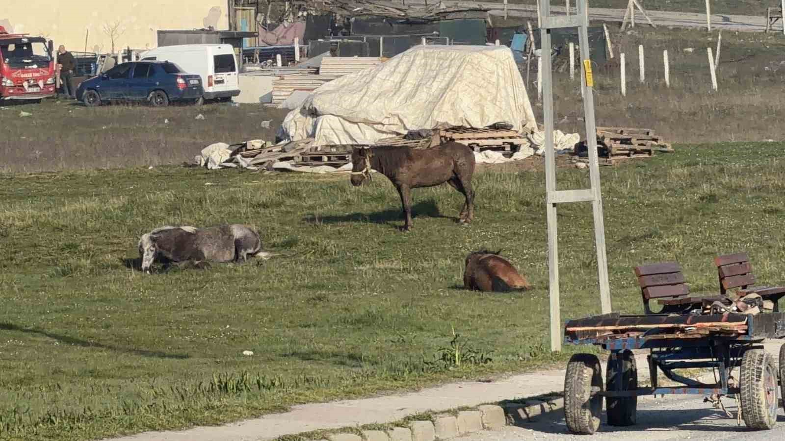 Arnavutköy’de başıboş at otomobillere çarptı: 2 araç hasar aldı
