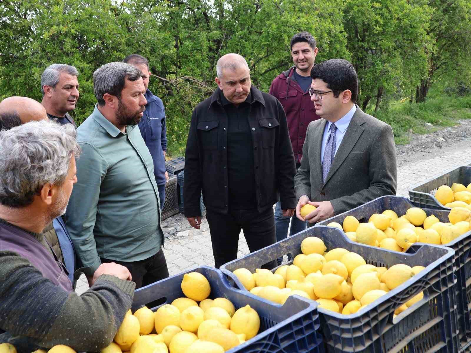 Arsuz’da limon hasadı başladı

