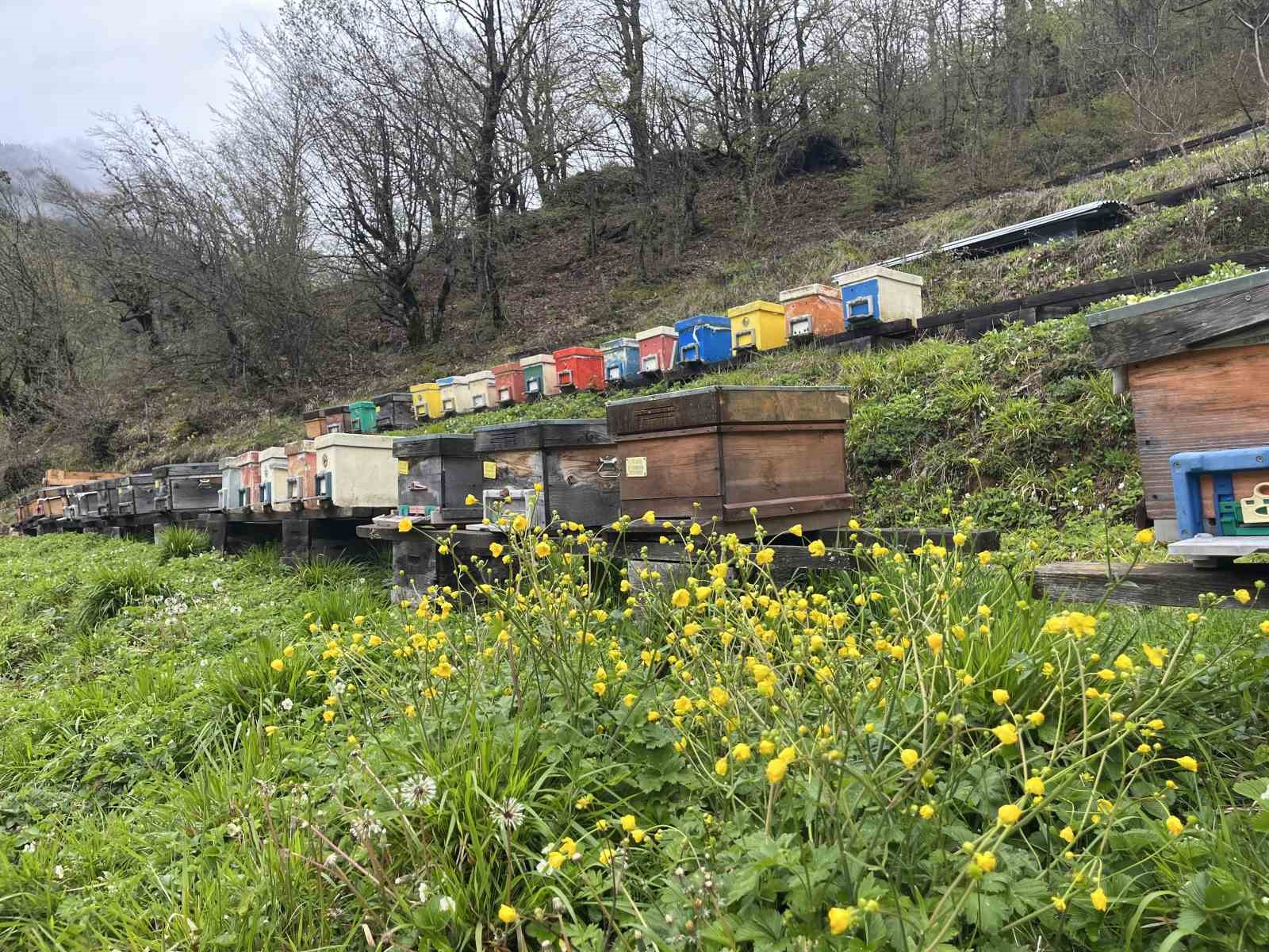 Artvin apiturizmde gelecek vadediyor
