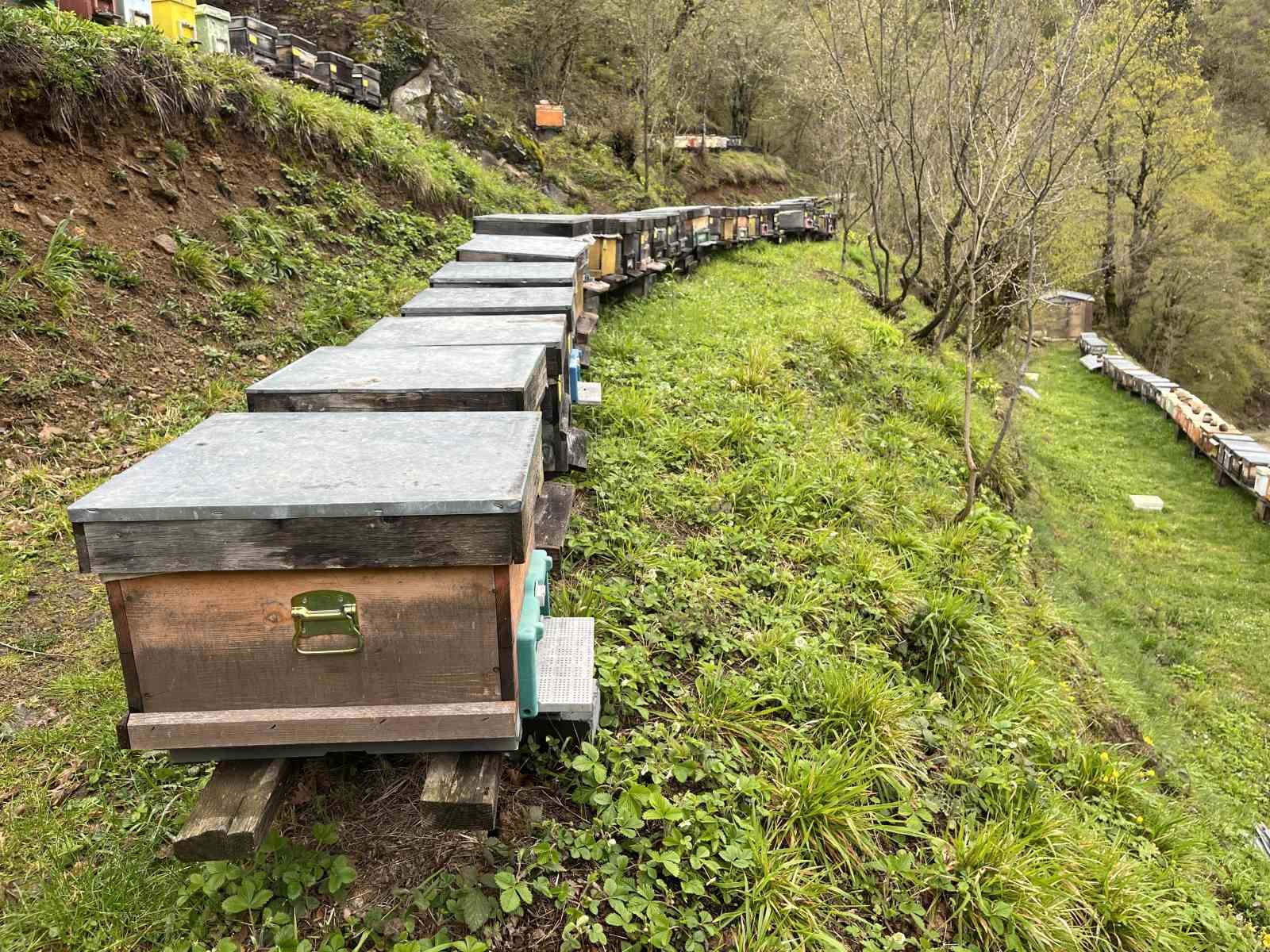 Artvin apiturizmde gelecek vadediyor
