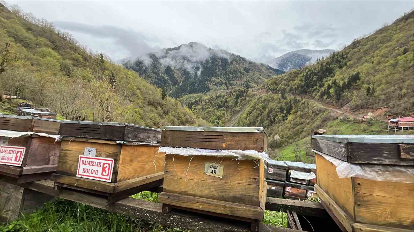 Artvin apiturizmde gelecek vadediyor
